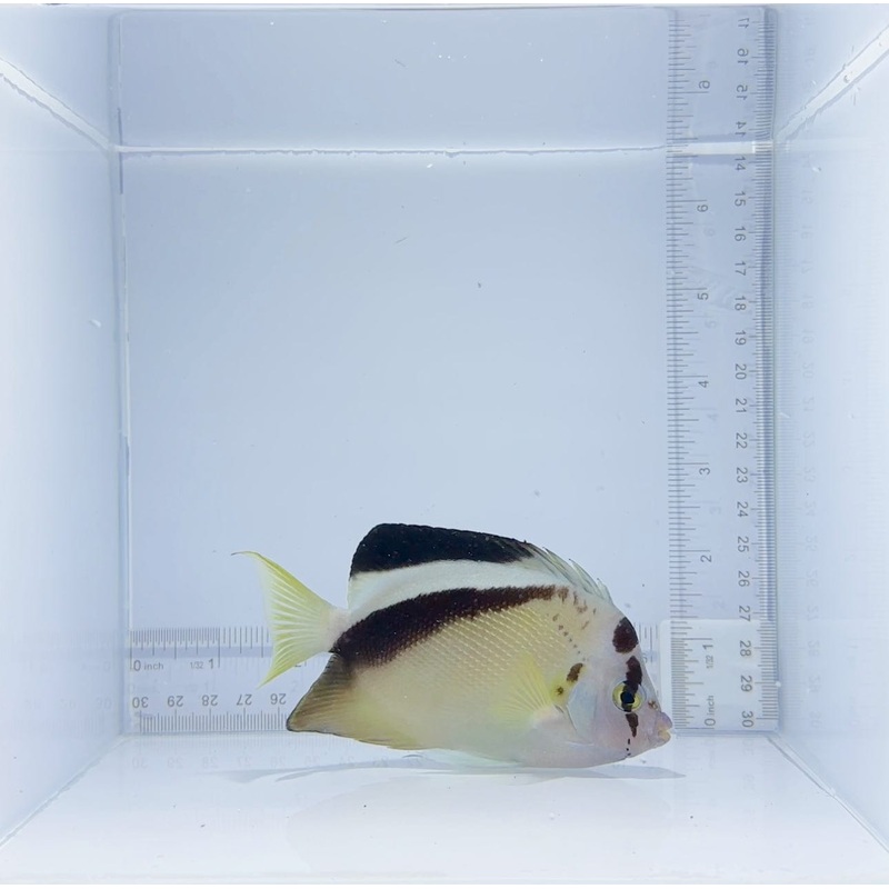 Griffis Angelfish