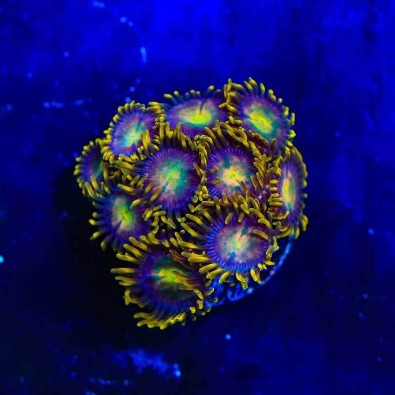 Hydra Lady Dragon Zoanthids Coral