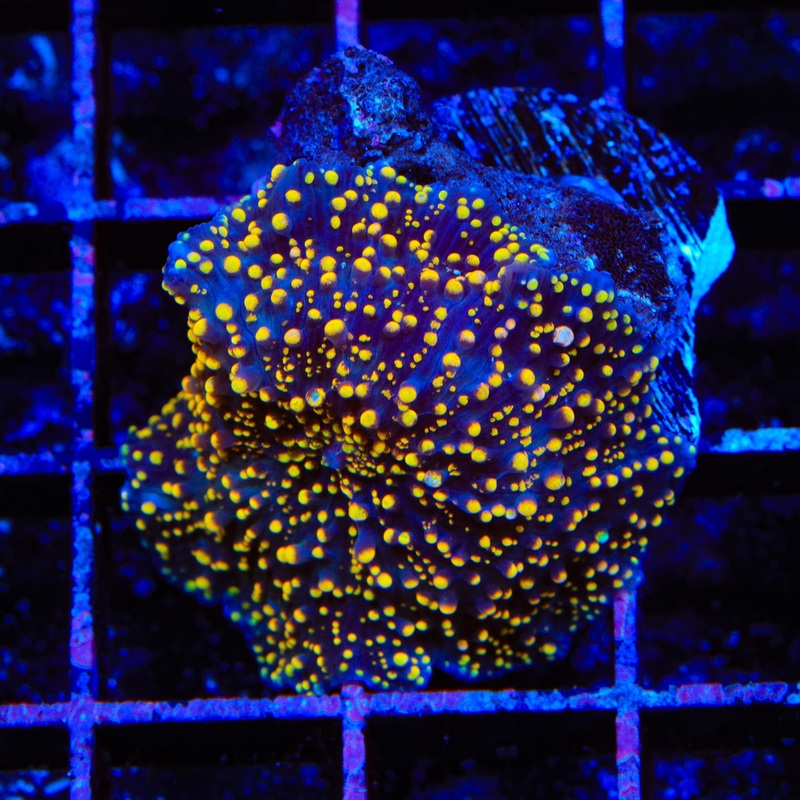 Interstellar Bounce Mushroom Coral