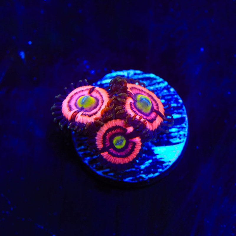 JF Daisy Duke Zoanthids Coral