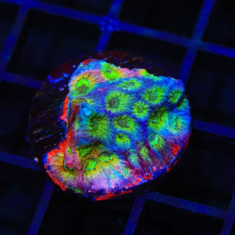 JF Fairy Ring Favia Coral