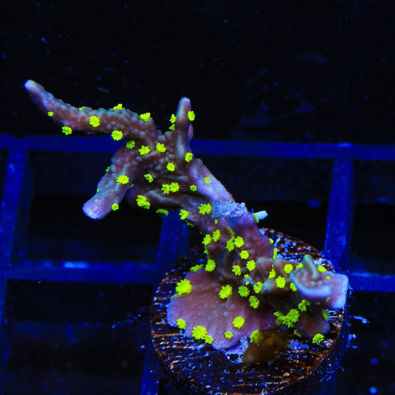 JF Midnight Dynamite Montipora Coral