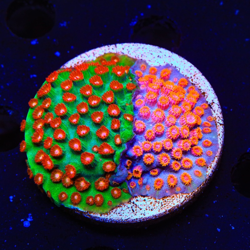 Jingle Bells and Bizarro Cyphastrea XL Frag Coral