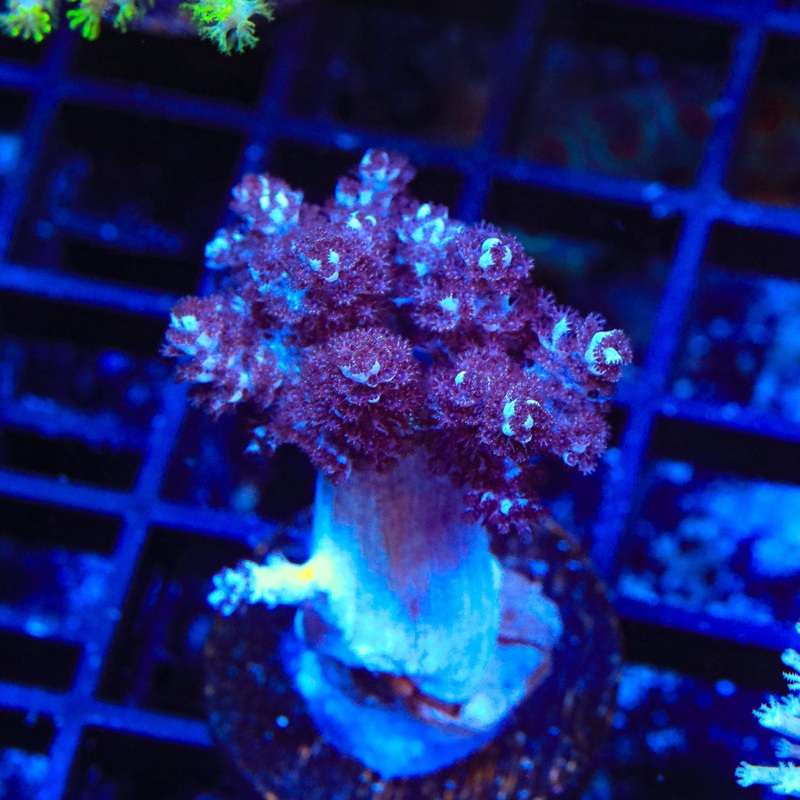 Kenya Tree Leather Coral