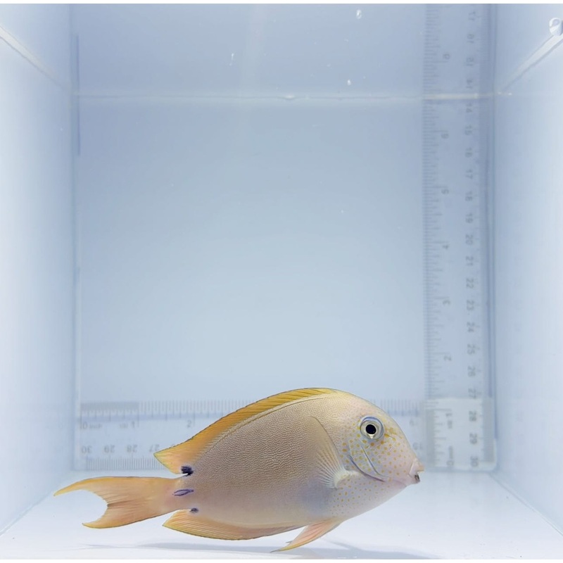 Lavender Tang Fish