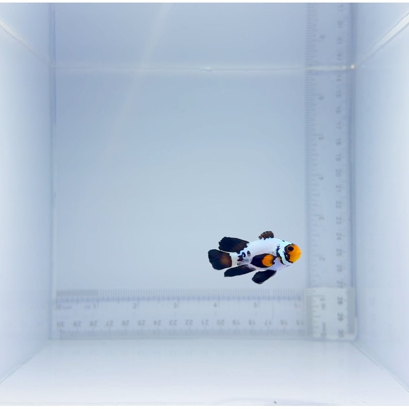 Long-Fin Frostbite Clownfish