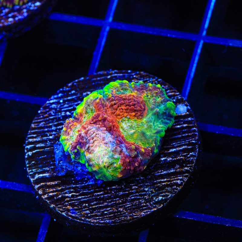 Mango Haze Echinata Coral