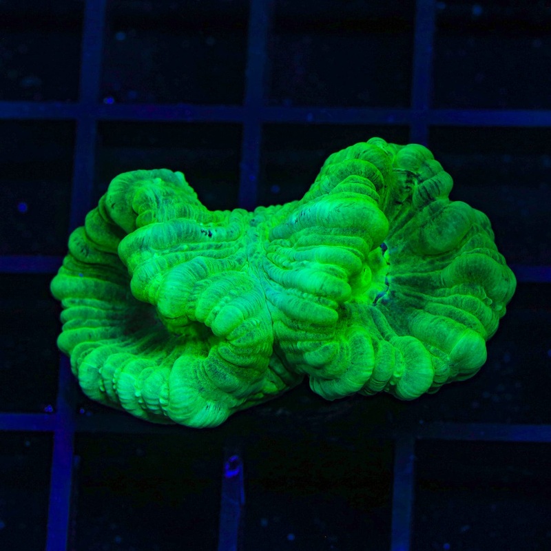 Neon Candy Cane Coral