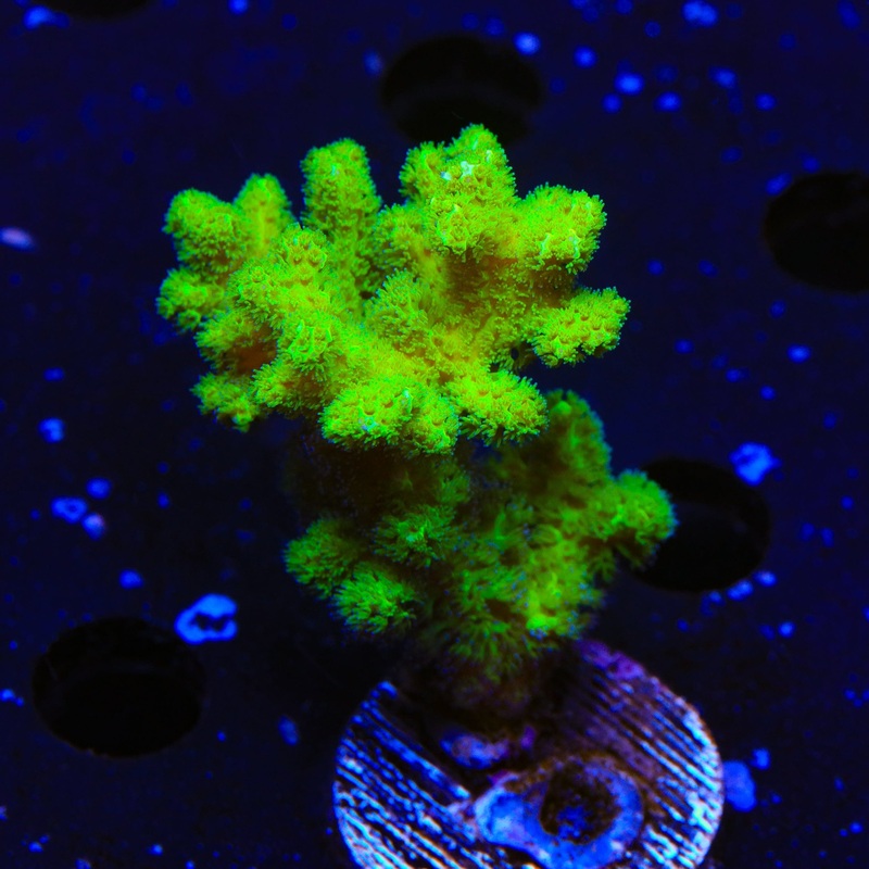 Neon Green Pocillopora XL Frag Coral