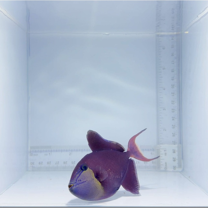 Niger Trigger Fish
