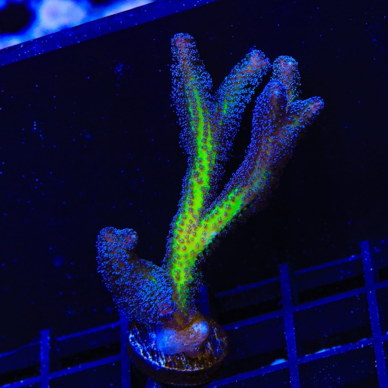 ORA Bird of Paradise Birdsnest XL Frag Coral