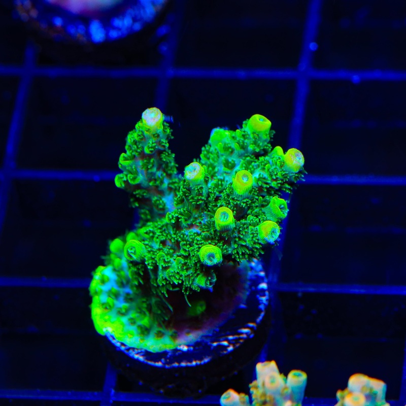 ORA Green Planet Acropora XL Frag Coral