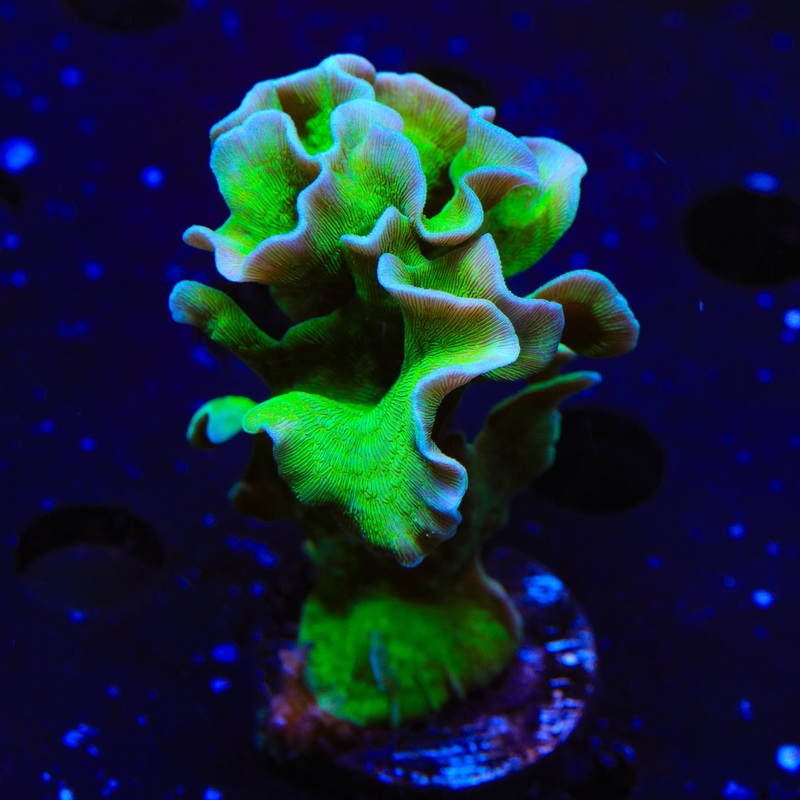 ORA Mint Pavona XL Frag Coral