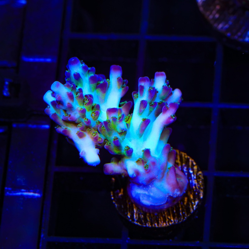 ORA Pearlberry Acropora XL Frag Coral
