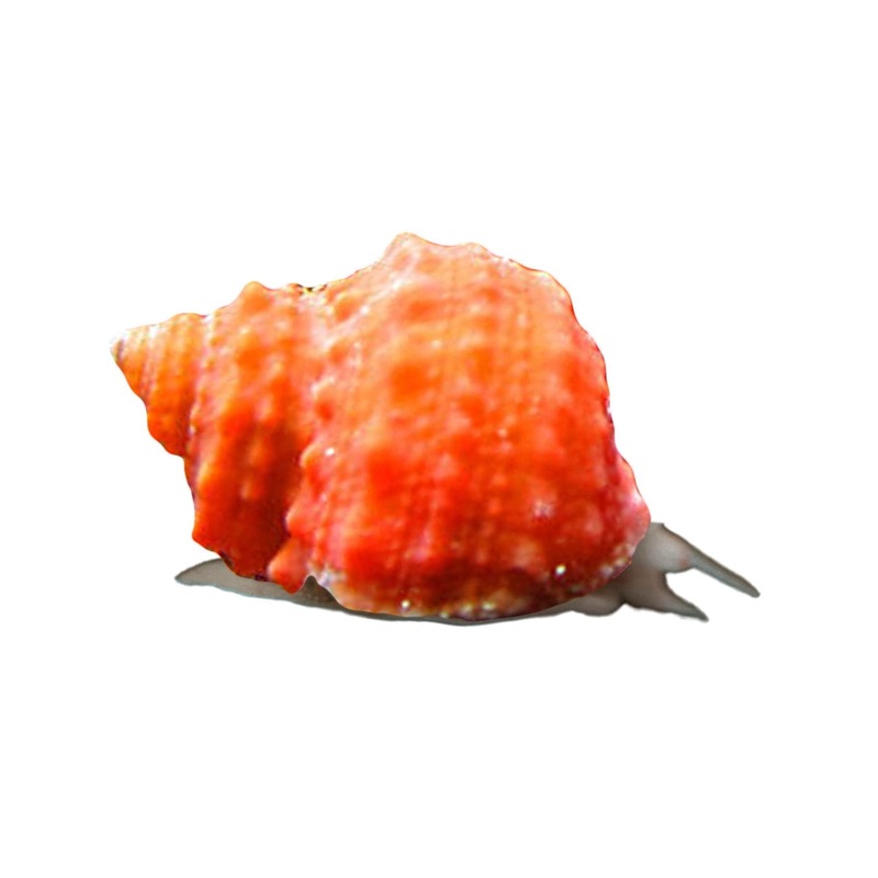 Orange Chestnut Snail