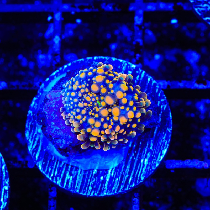 Orange Dye Yuma Coral