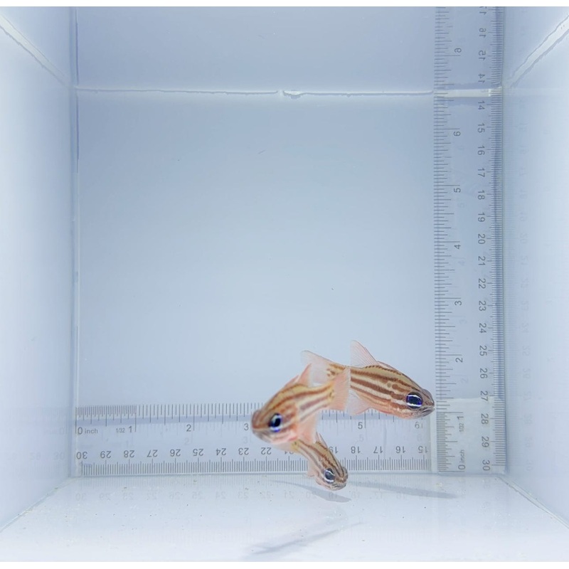 Orchestripe Cardinal Fish Trio