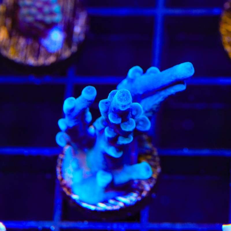 Oregon Blue Tort Acropora XL Frag Coral