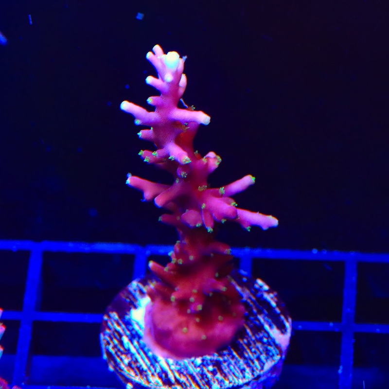 Pacman Acropora XL Frag Coral