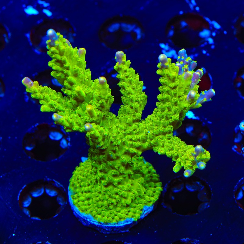 Paletta Pink Tip Acropora Colony Coral