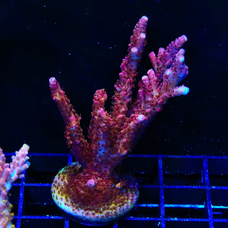 PC Rainbow Acropora Colony Coral
