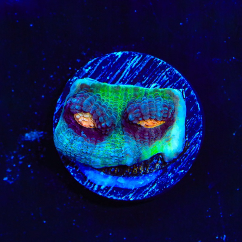 Peek a Boo Chalice Coral