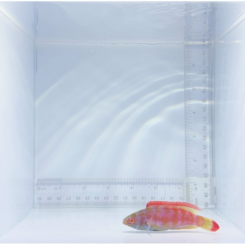 Pink Margin Wrasse Fish