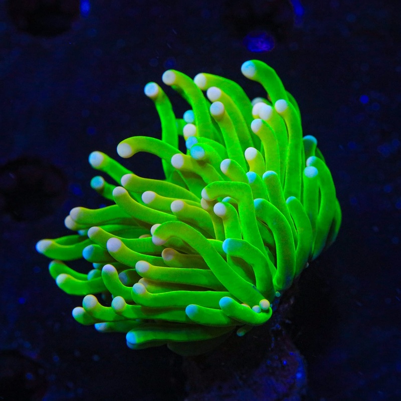 Pink Tip Torch Coral