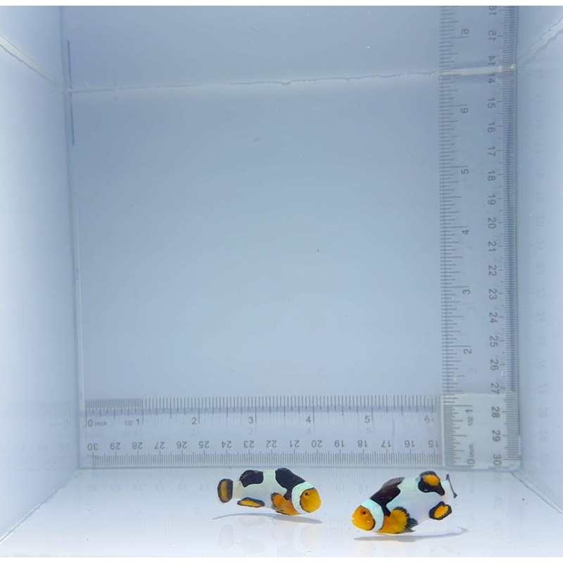 Premium Onyx Picasso Clownfish Pair