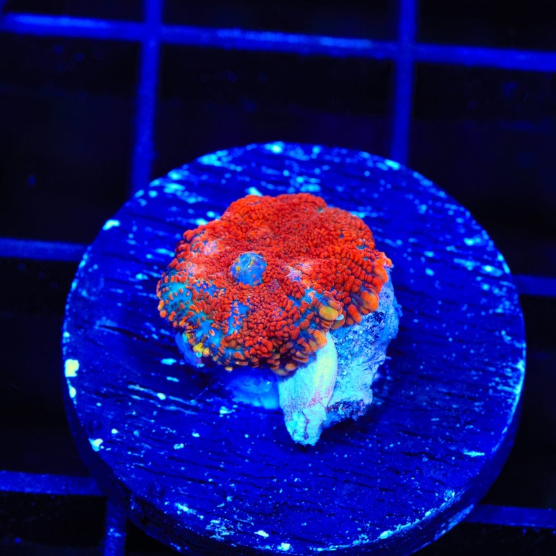 Radical Red Rhodactis Mushroom Coral