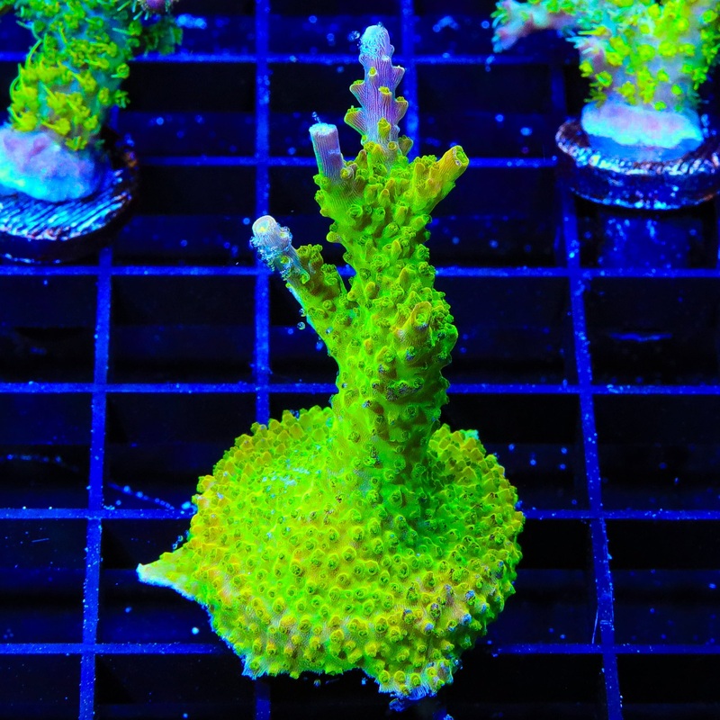 RR Rainbow Loom Acropora XL Frag Coral