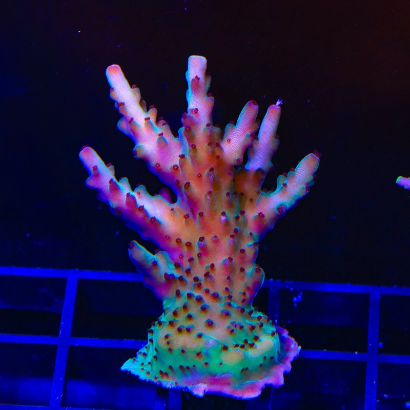 RR Robinhood Acropora XL Frag Coral