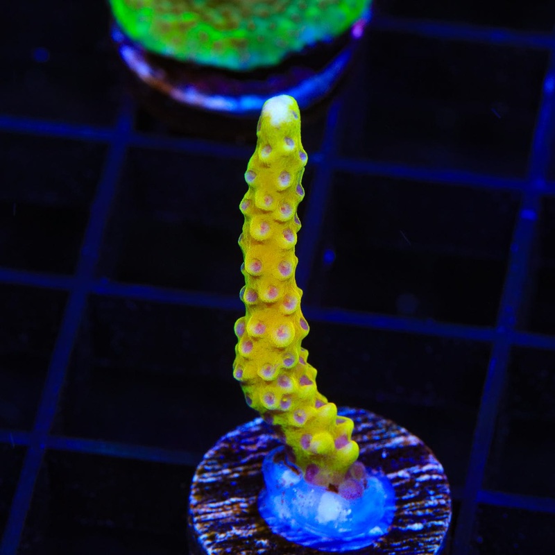 RRC Goldenrod Anacropora Coral