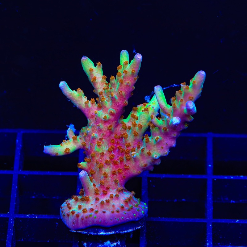 RRC Wonderland Acropora XL Frag Coral