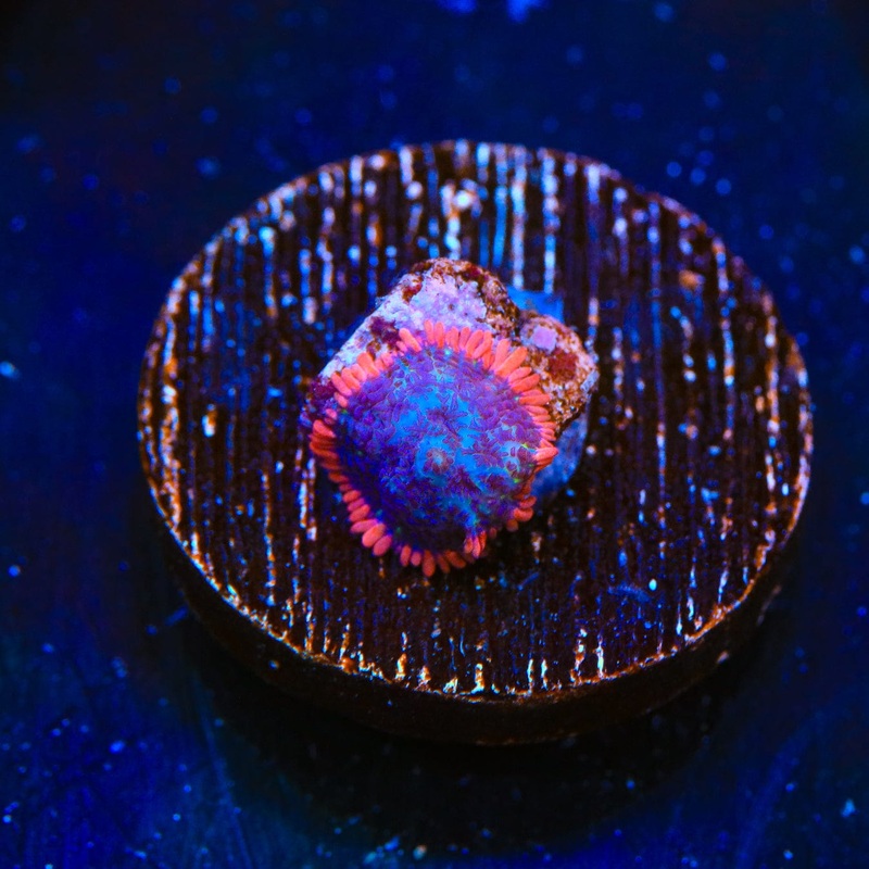 Saturns Ring Mushroom Coral