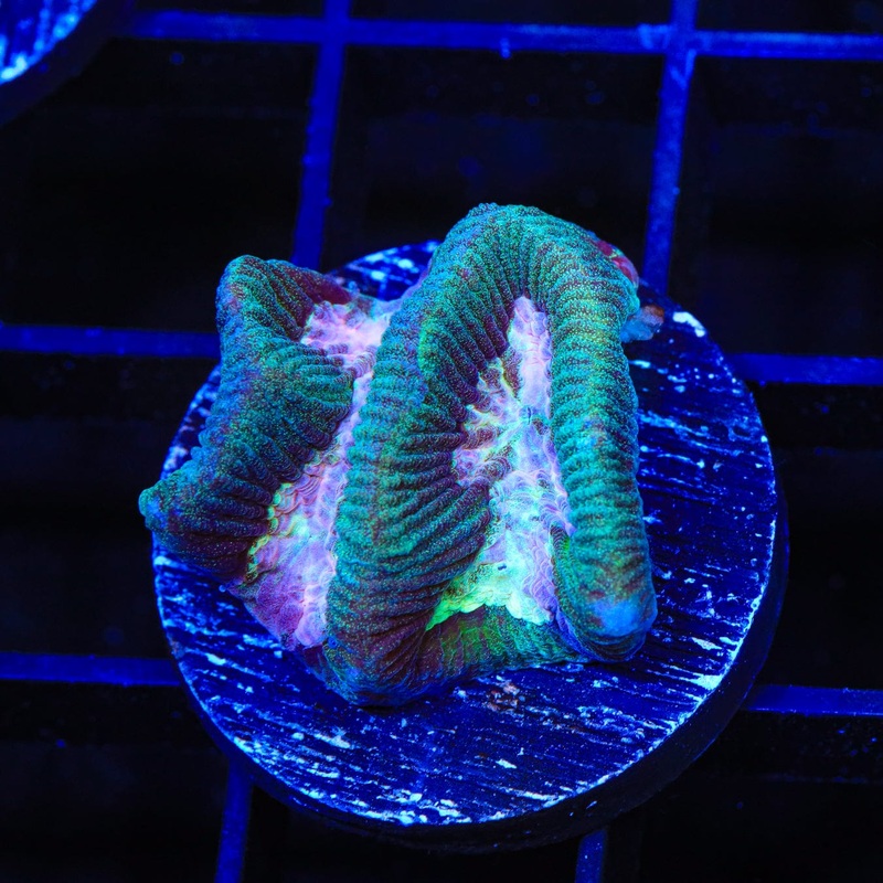 Strawberry Kiwi Platygyra Coral