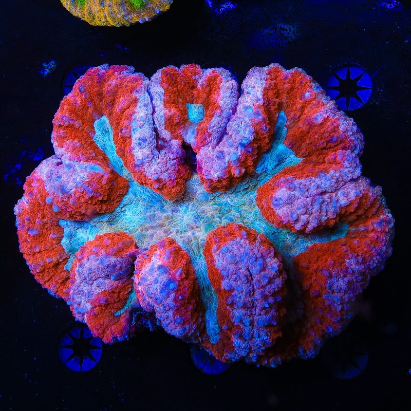 Sweet Heart Symphyllia Coral