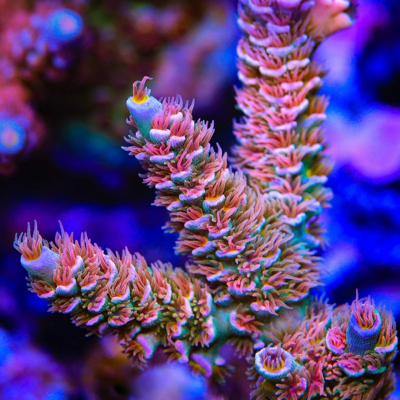 TGC Grave Digger Acropora Coral