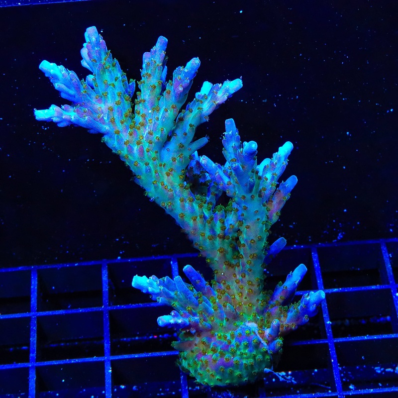 Tricolor Valida Acropora Colony Coral