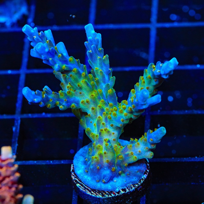 Tricolor Valida Acropora XL Frag Coral