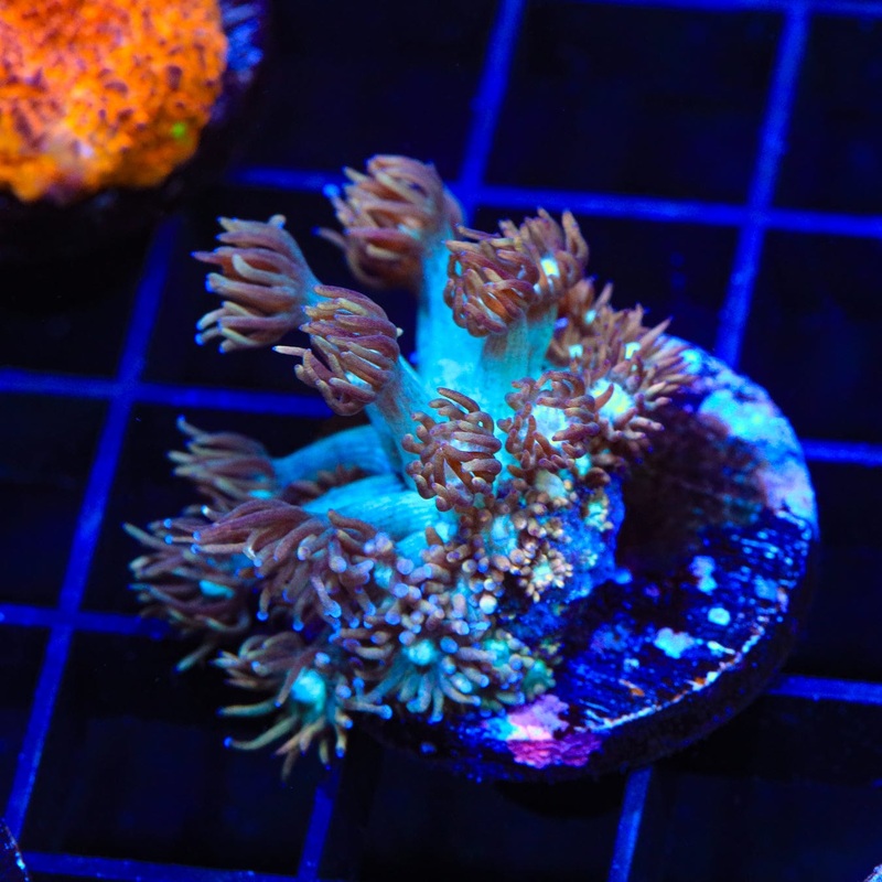 TSA Alice in Wonderland Goniopora Coral