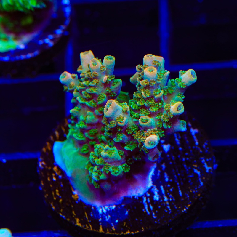 TSA Bill Murray Acropora XL Frag Coral