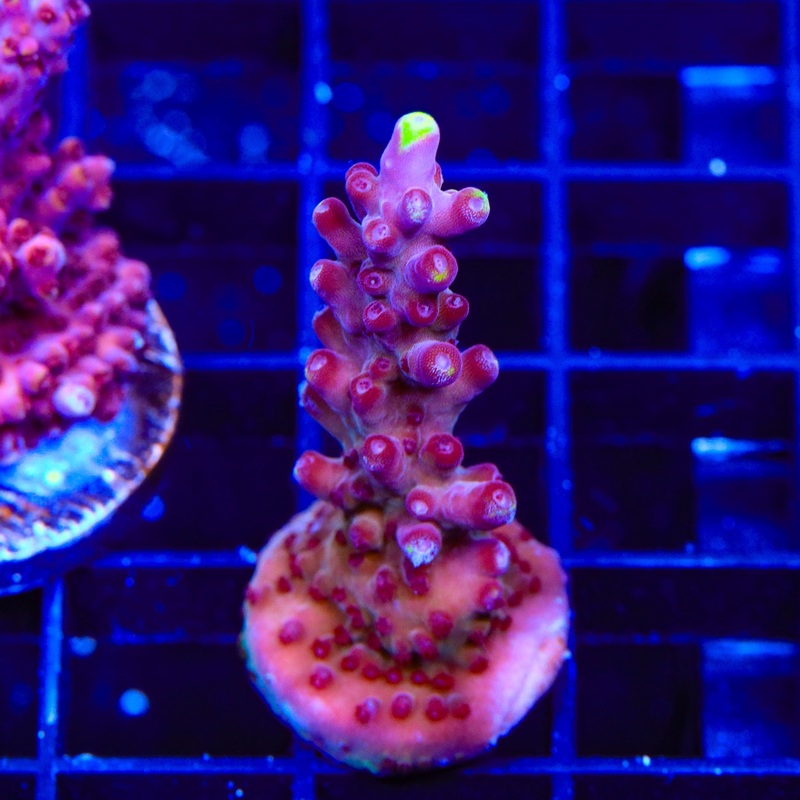TSA Black Rose Acropora Coral