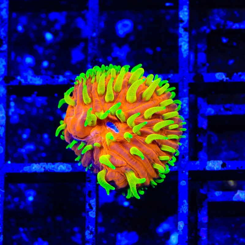 TSA Blazing Sun Cycloseris Aquacultured Plate Coral