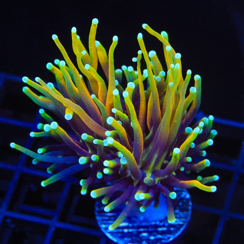 TSA Blowtorch Torch Coral
