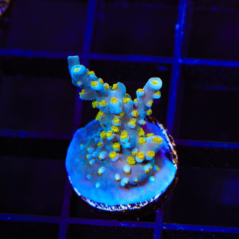 TSA Blue Ghost Acropora Coral