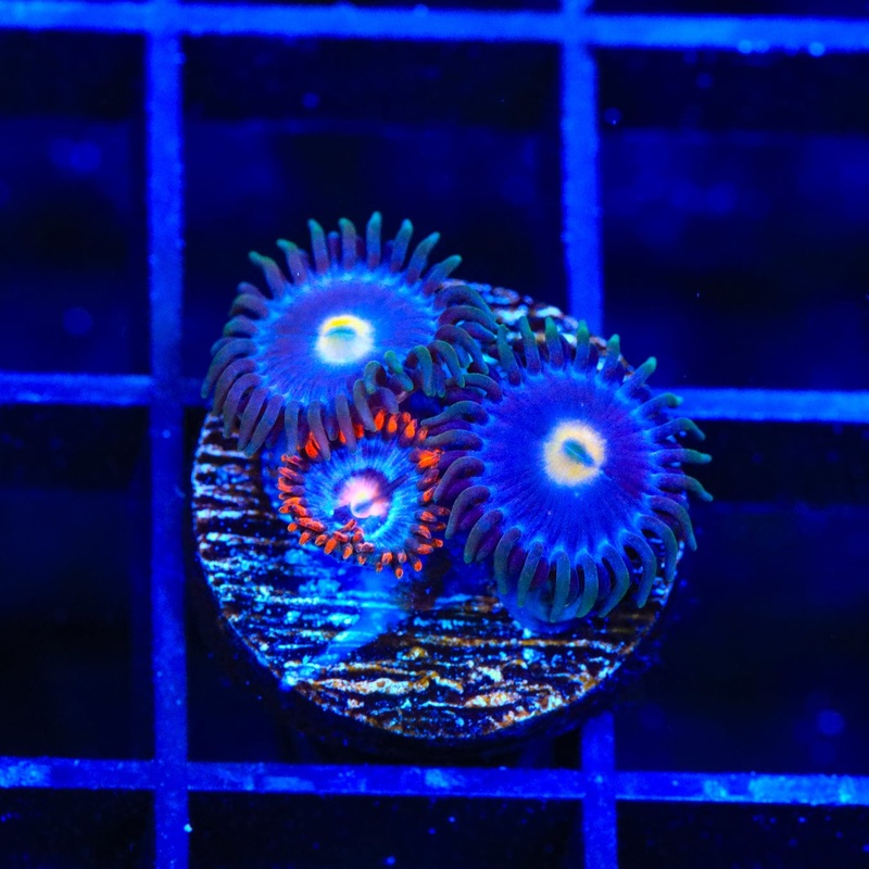 TSA Blueberry and Fire and Ice Combo Zoanthids Coral