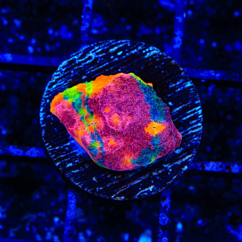 TSA Candy Swirl Chalice Coral