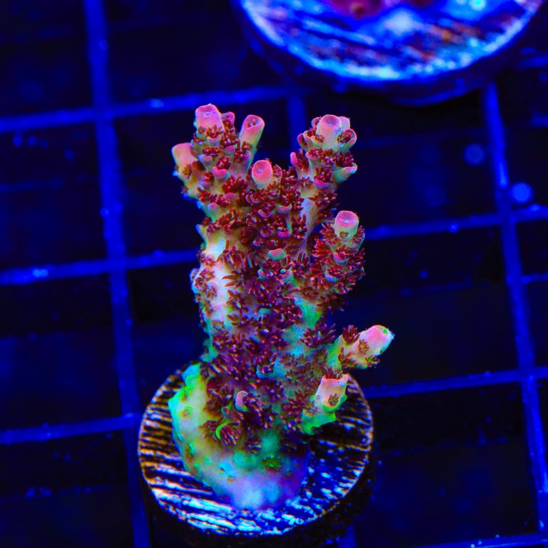 TSA Carolina Reaper Acropora XL Frag Coral