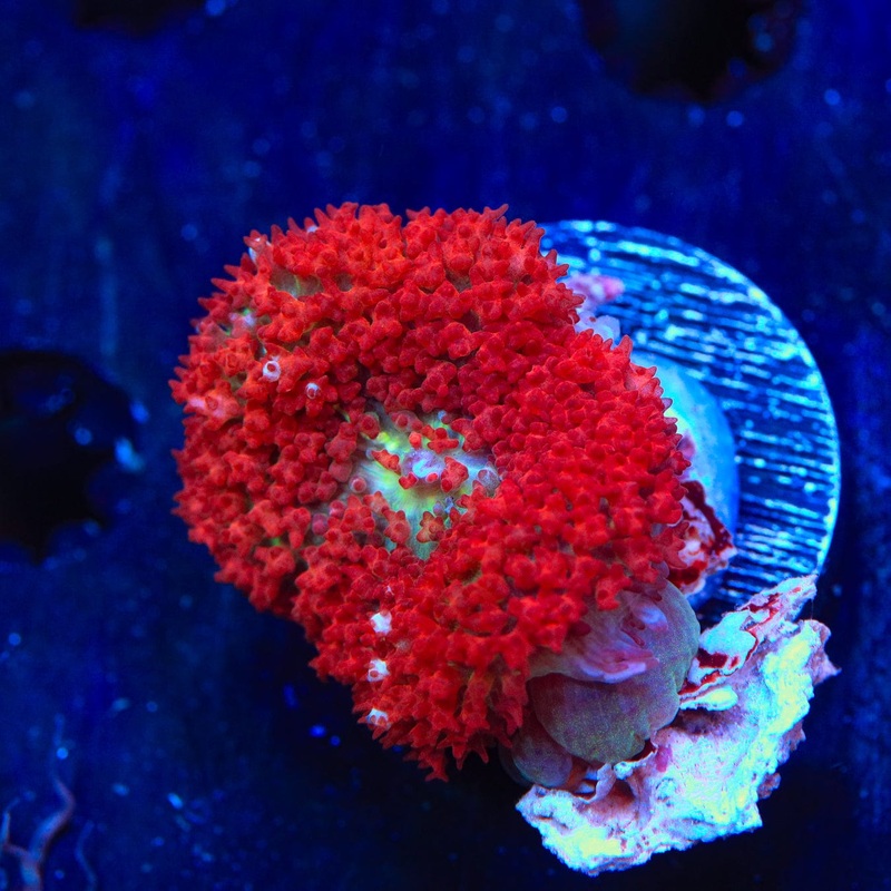 TSA Cherry Berry Saint Thomas Mushroom Coral